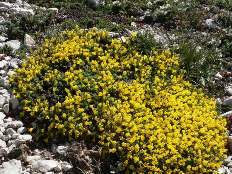 Androsace vitaliana  subsp. praetutiana / Vitaliana